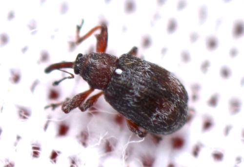 Anthonomus pedicularius